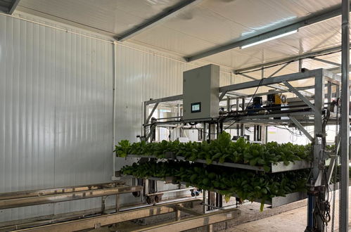 田野上的新质生产力︱29条传送带，串起一座智能蔬菜工厂